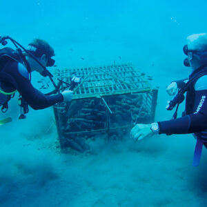 Two scuba divers inspecting underwater metal cage trap