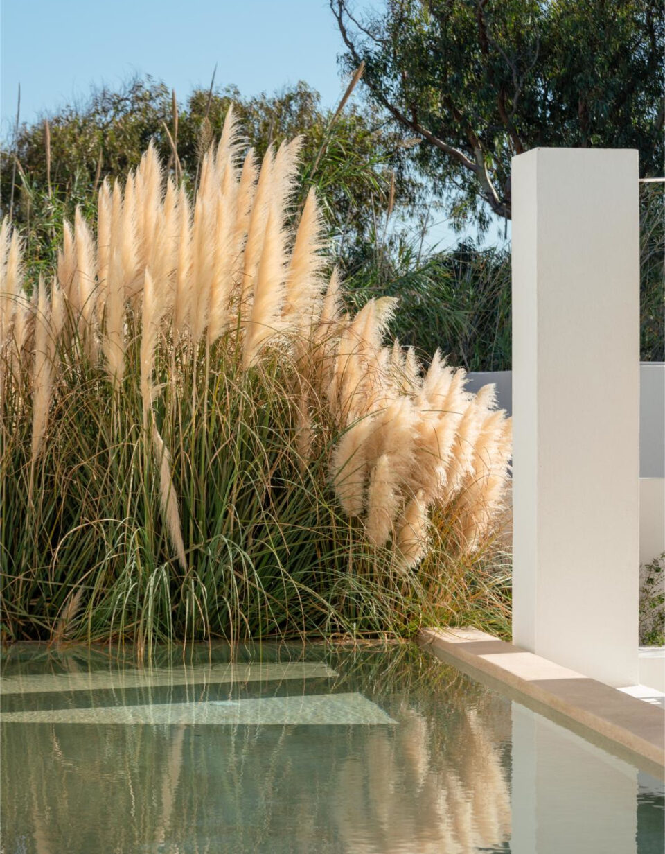 Pampas grass beside modern pool with white pillar