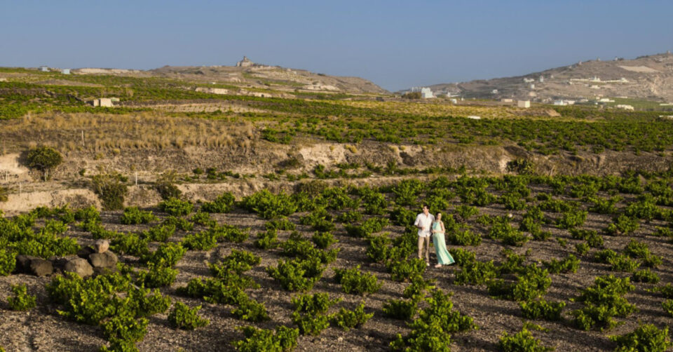 Couple standing in sunlit vineyard landscape