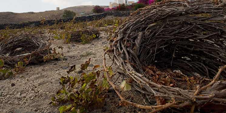 the vineyards of santorini