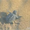 Postcard - 3D - Caretta Caretta turtle