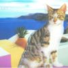 Postcard - 3D - Cat