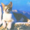 Postcard - 3D - Cat