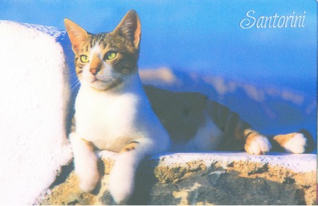 Postcard - 3D - Cat