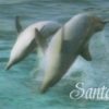 Postcard - 3D - Dolphins