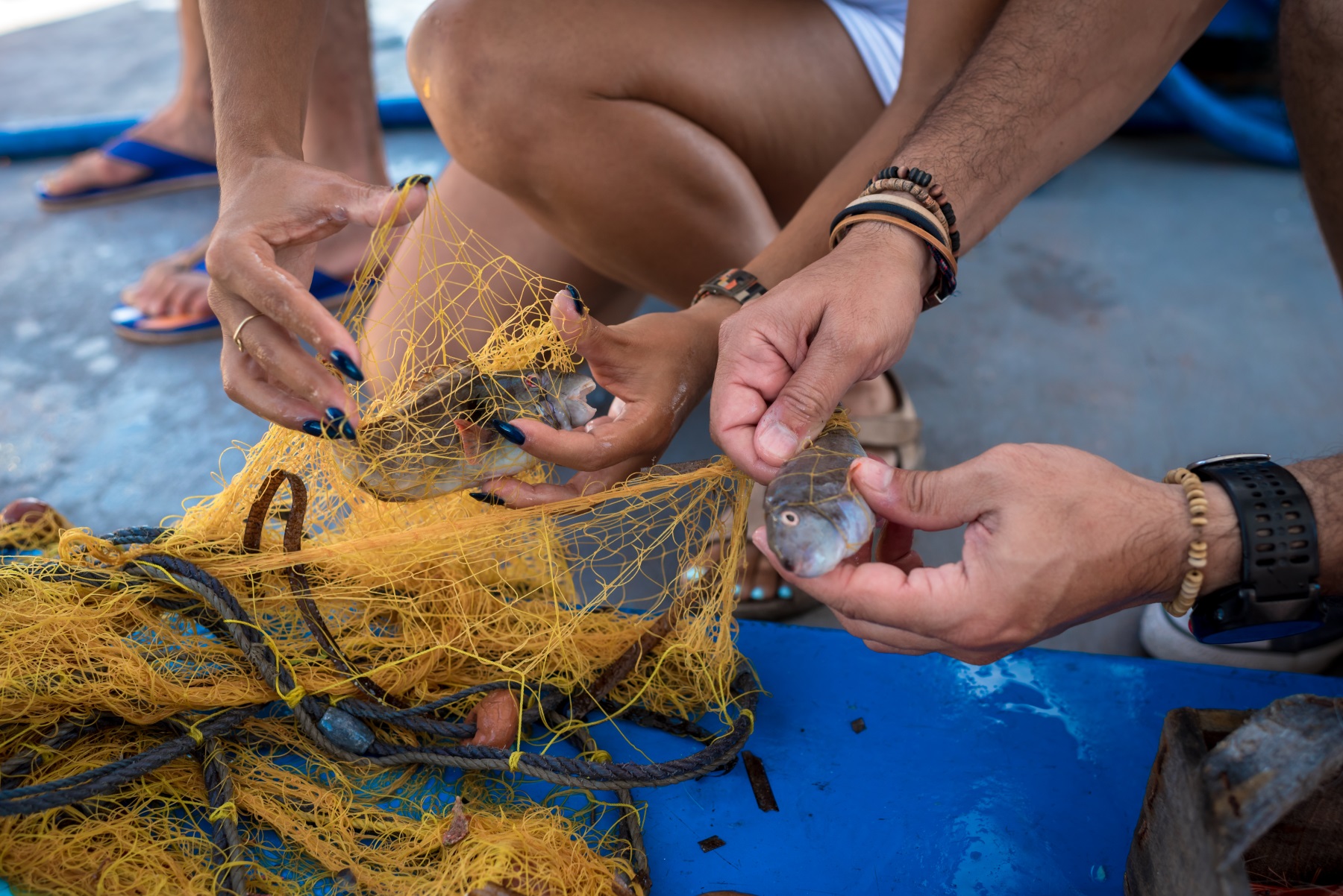 Hands removing small fish from yellow net