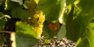 Grape varieties and wine of Santorini