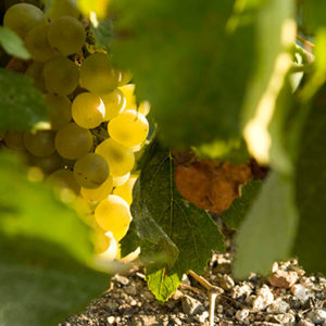 Grape varieties and wine of Santorini
