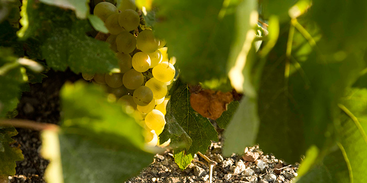 santorini wine santorini wine