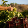 Hand harvesting green grapes in vineyard