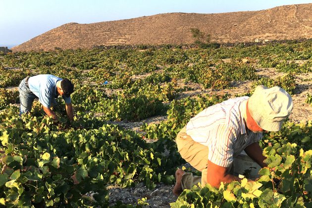 Grape harvest or vedema or trygos