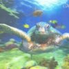 Postcard - 3D - Turtle